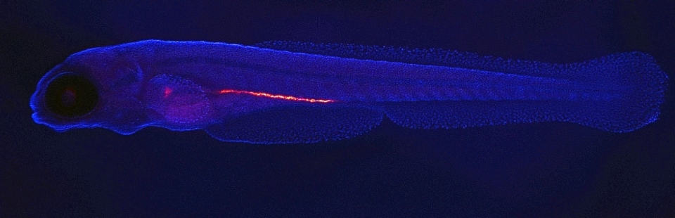 ZebraChitin (Medium)